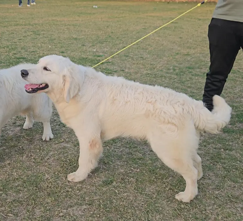 Golden Retriever Dog for Sale