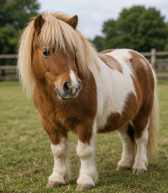 Beautiful Shetland Pony Looking for a Loving Home