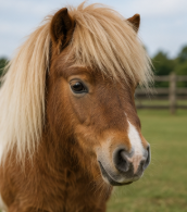 Beautiful Shetland Pony Looking for a Loving Home