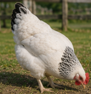 Premium Light Sussex Hen Looking for a New Home