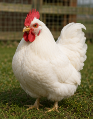 Beautiful Pekin Bantam Hen Looking for a New Home