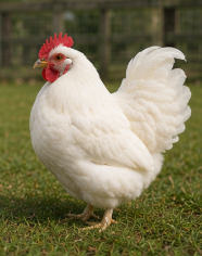 Beautiful Pekin Bantam Hen Looking for a New Home
