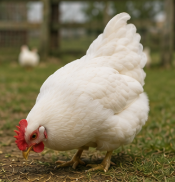 Beautiful Pekin Bantam Hen Looking for a New Home