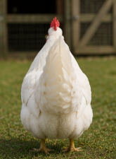 Beautiful Pekin Bantam Hen Looking for a New Home