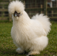 Beautiful Silkie Chicken Looking for a New Home