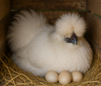 Beautiful Silkie Chicken Looking for a New Home