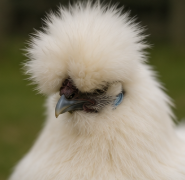 Beautiful Silkie Chicken Looking for a New Home