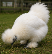 Beautiful Silkie Chicken Looking for a New Home