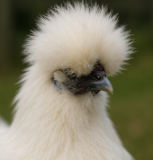 Beautiful Silkie Chicken Looking for a New Home