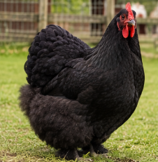 Beautiful Buff Orpington Hen Looking for a New Home