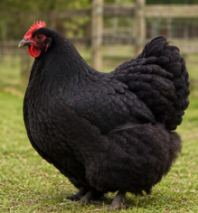Beautiful Buff Orpington Hen Looking for a New Home