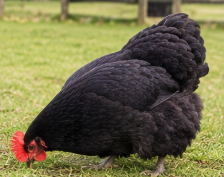 Beautiful Buff Orpington Hen Looking for a New Home