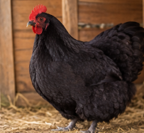 Beautiful Buff Orpington Hen Looking for a New Home
