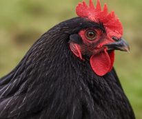 Beautiful Buff Orpington Hen Looking for a New Home