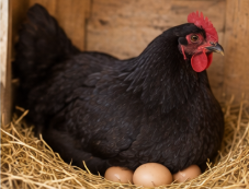 Beautiful Buff Orpington Hen Looking for a New Home