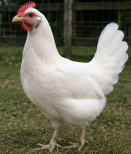 Premium White Leghorn Hen Looking for a New Home