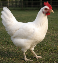 Premium White Leghorn Hen Looking for a New Home