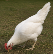 Premium White Leghorn Hen Looking for a New Home