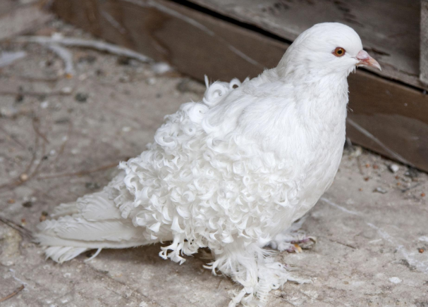 Beautiful Frillback Pigeon – Rare Curly-Feathered Show Bird with Elegant Charm