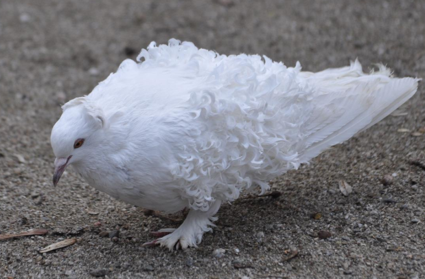 Beautiful Frillback Pigeon – Rare Curly-Feathered Show Bird with Elegant Charm