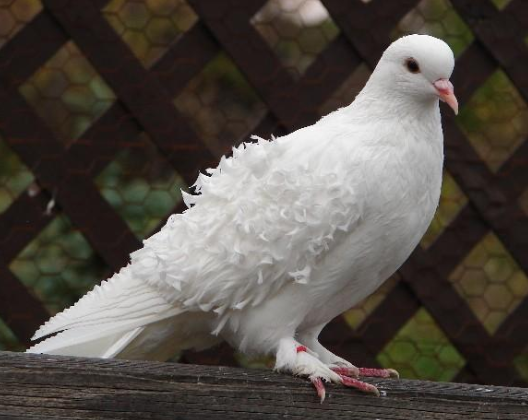 Beautiful Frillback Pigeon – Rare Curly-Feathered Show Bird with Elegant Charm