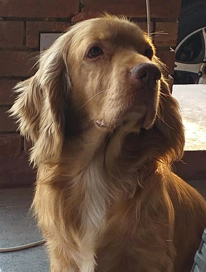 English Cocker Spaniels Dog Looking for a new Home