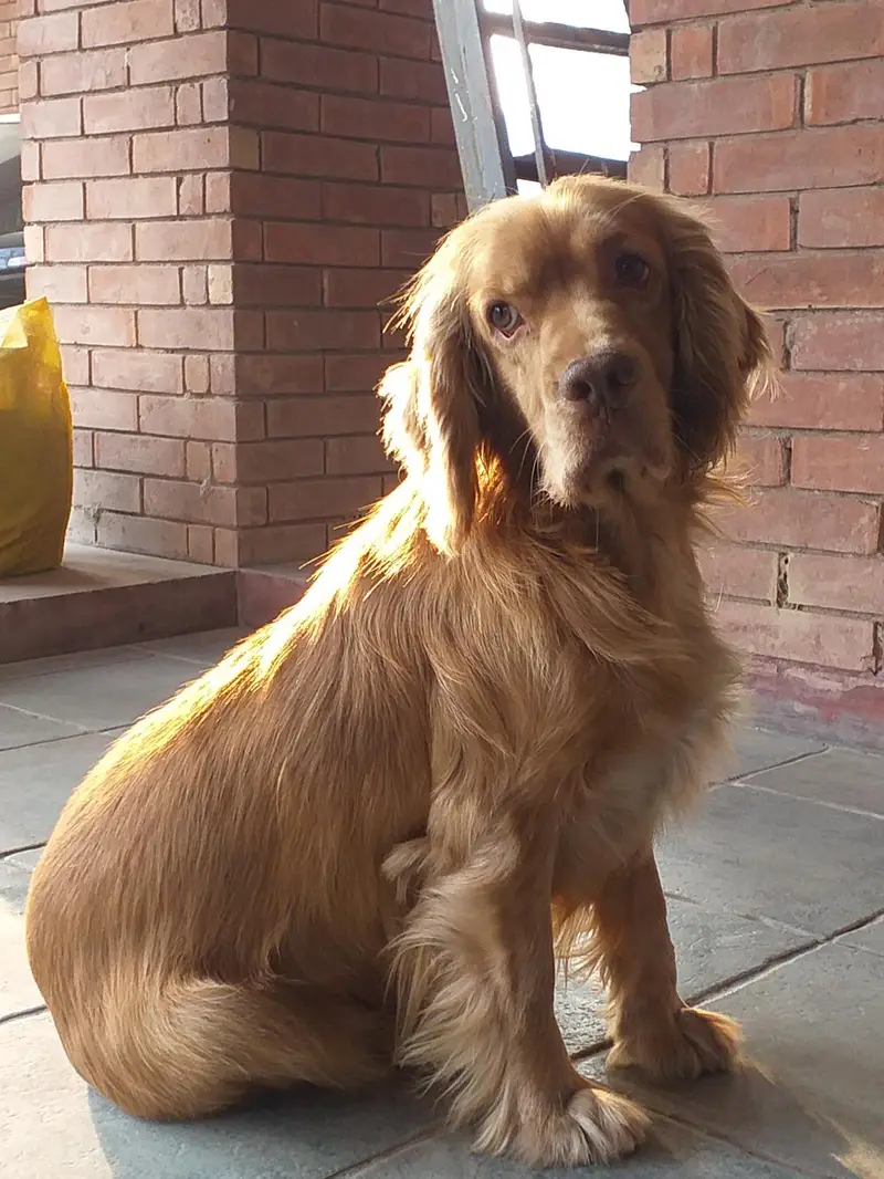 English Cocker Spaniels Dog Looking for a new Home