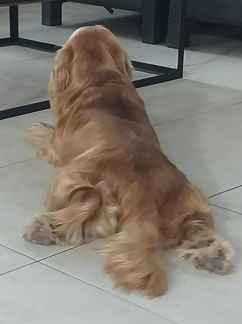 English Cocker Spaniels Dog Looking for a new Home
