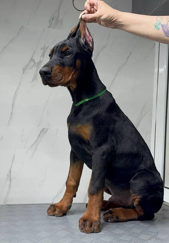 Doberman Puppy for Sale