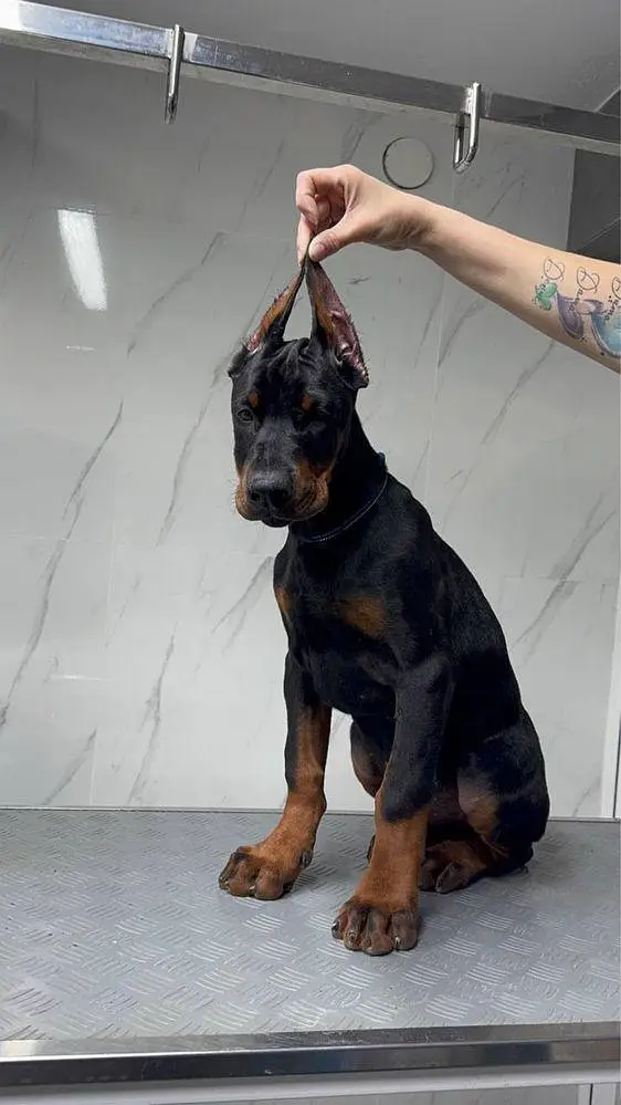 Doberman Puppy for Sale