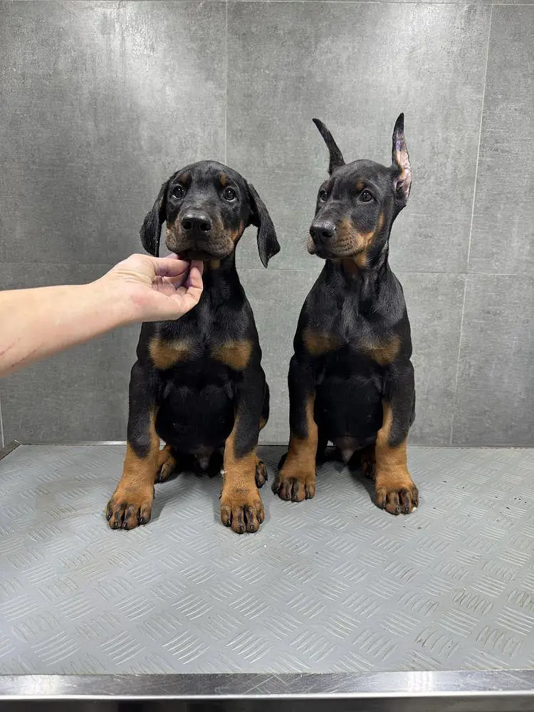 Doberman Puppy for Sale