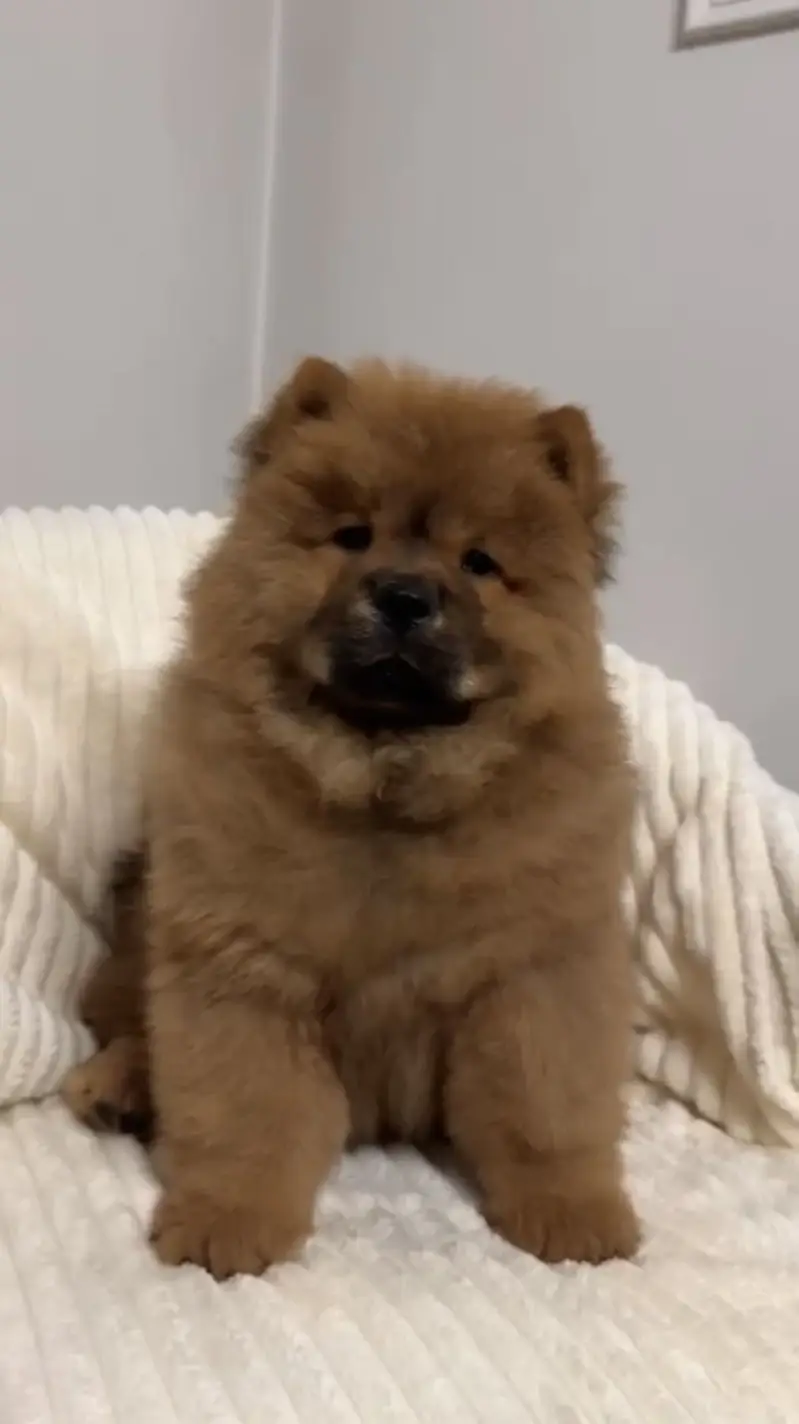Chow Chow Puppy for sale