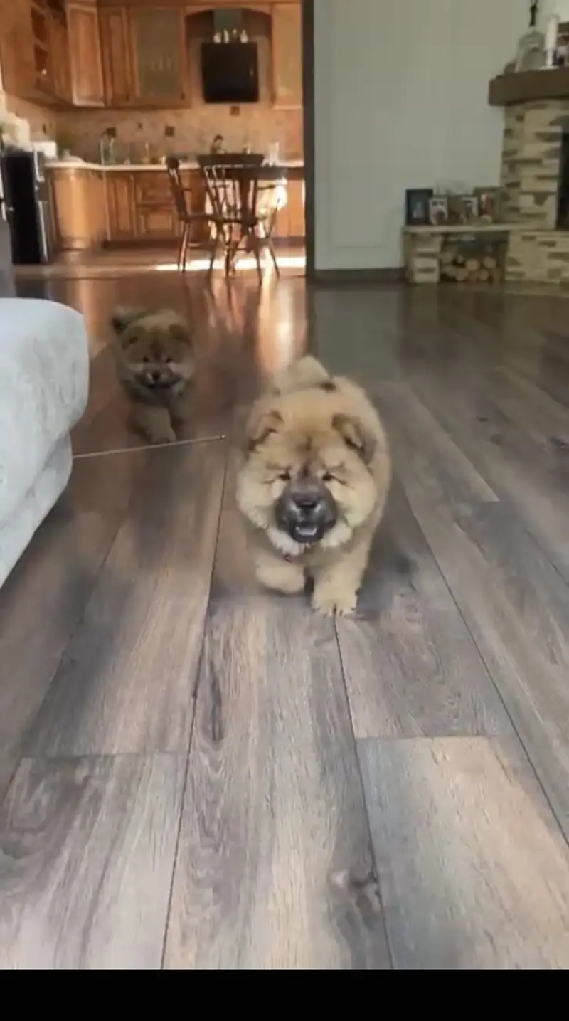 Chow Chow Puppy for sale