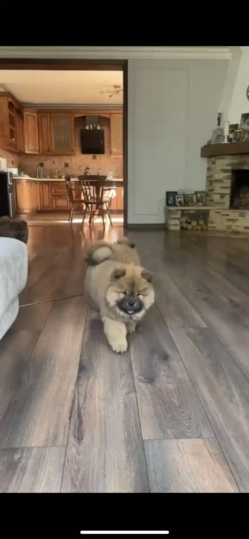 Chow Chow Puppy for sale