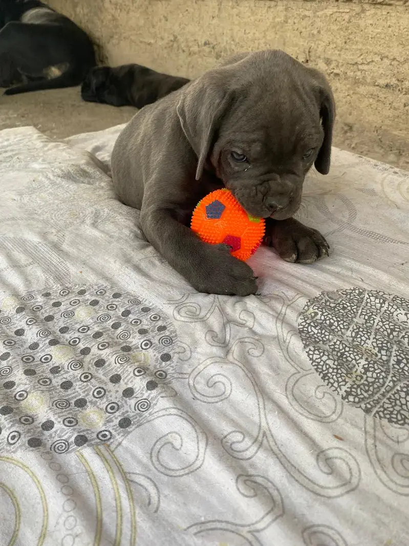 Stunning Blue Cane Corso Puppy for Sale