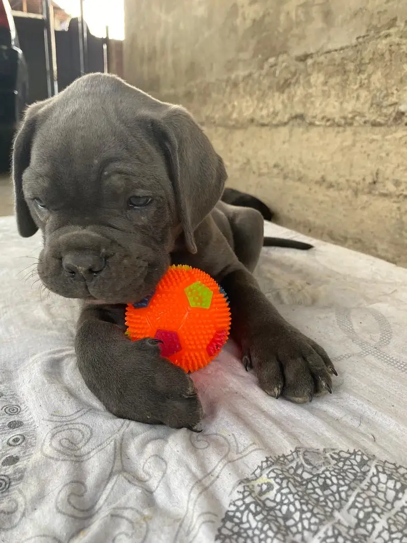 Stunning Blue Cane Corso Puppy for Sale