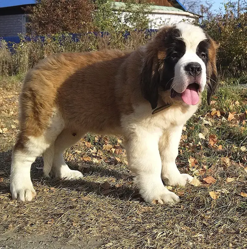 Beautiful Saint Bernard Puppy for Sale