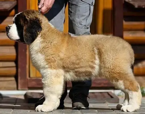 Beautiful Saint Bernard Puppy for Sale
