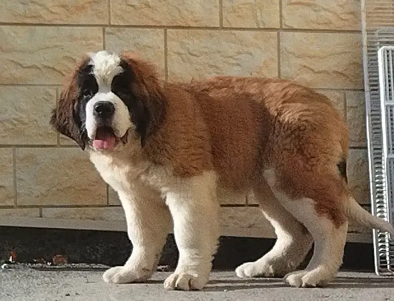 Beautiful Saint Bernard Puppy for Sale