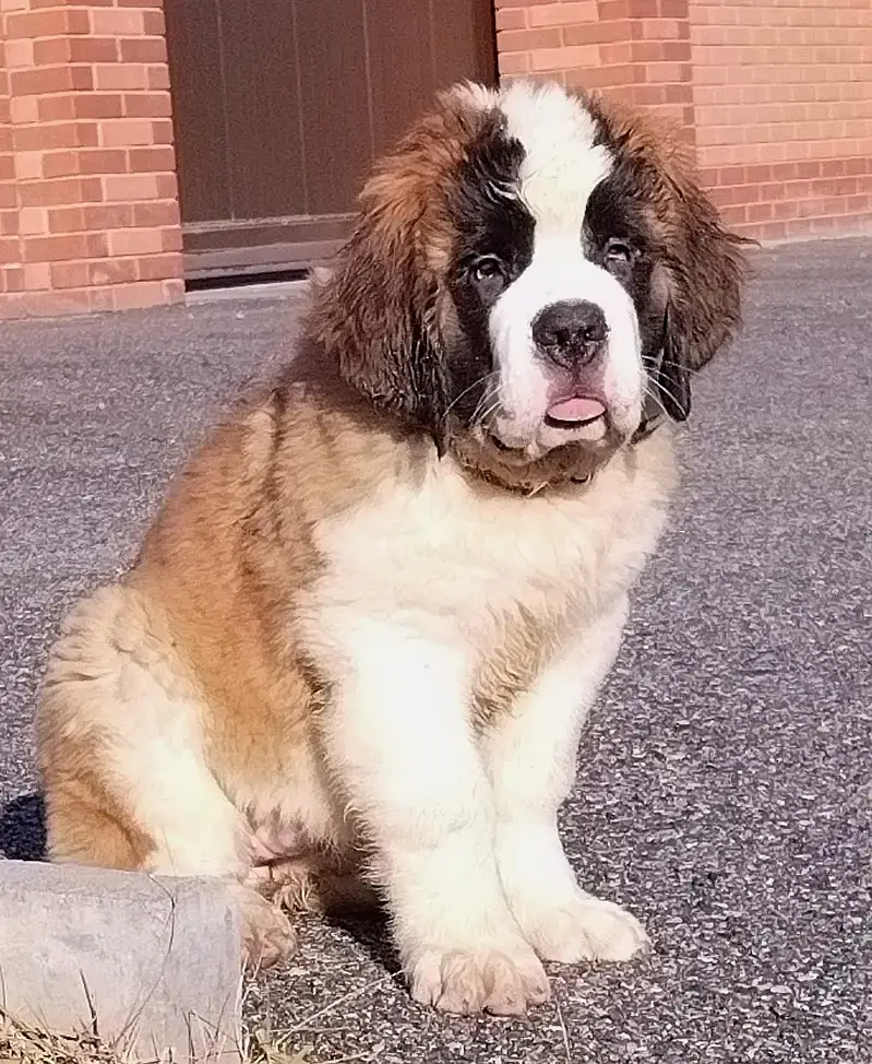 Beautiful Saint Bernard Puppy for Sale