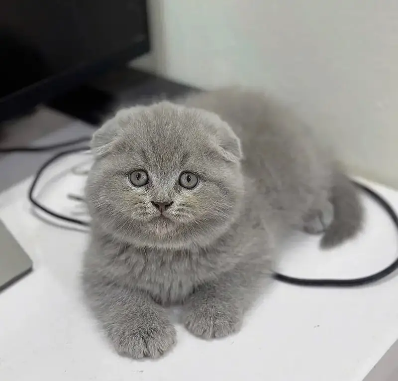 Scottish Fold Kittens Available for sale