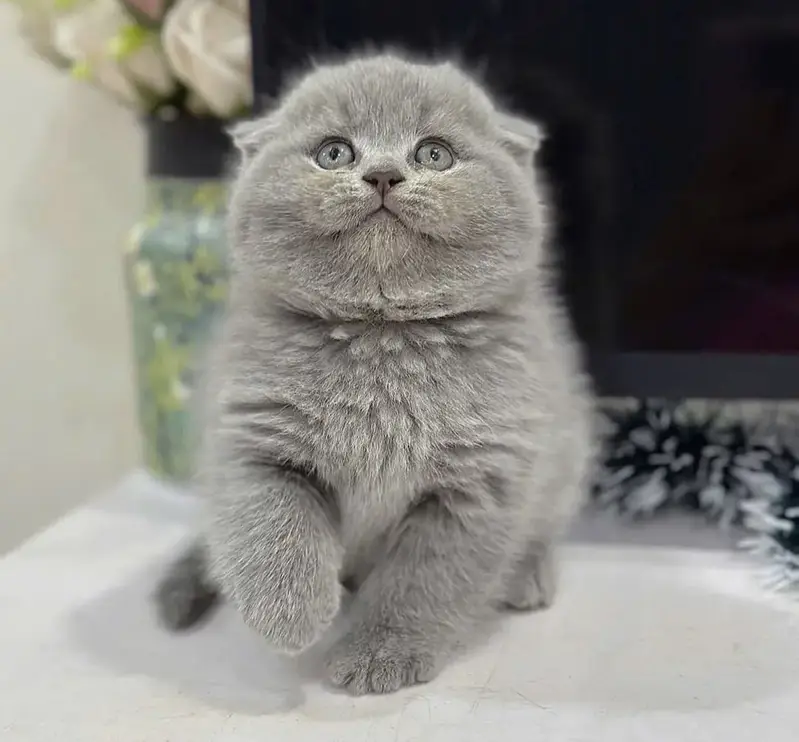 Scottish Fold Kittens Available for sale