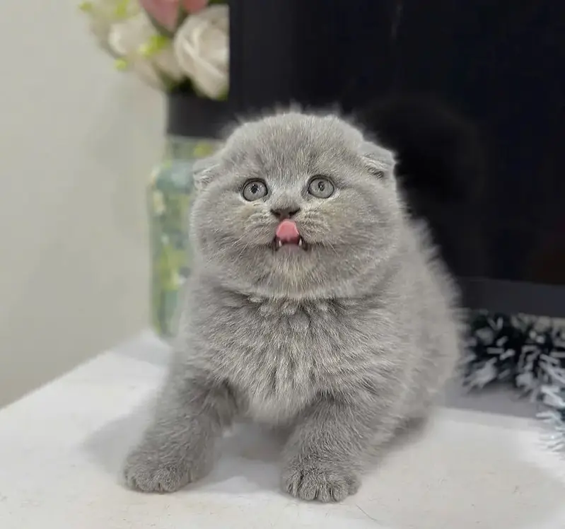 Scottish Fold Kittens Available for sale