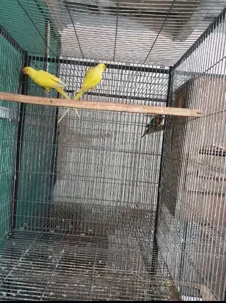 Yellow Ringneck parrots for Sale