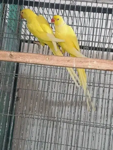 Yellow Ringneck parrots for Sale