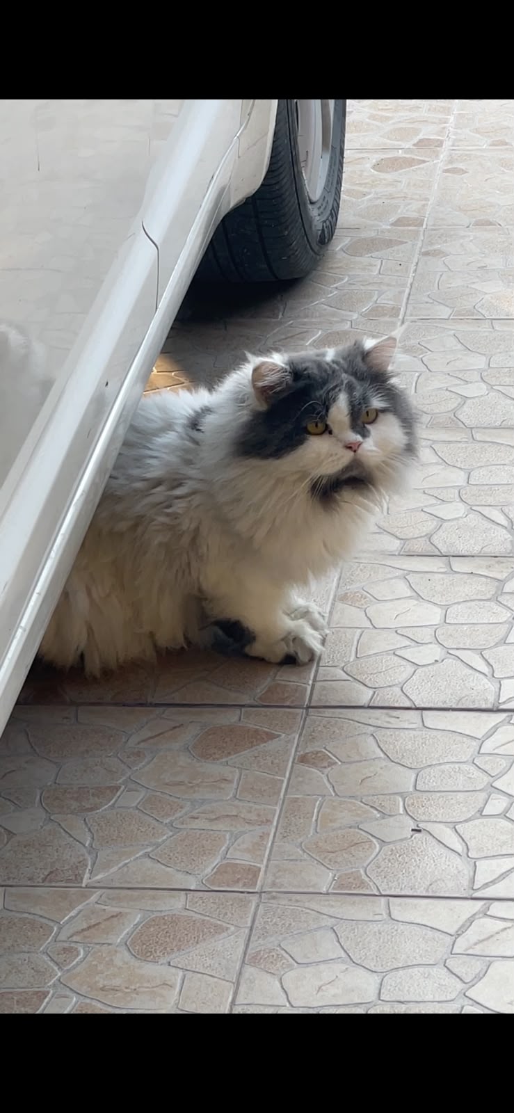 Persian Cat for sale