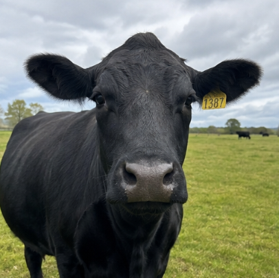 Aberdeen Angus Cattle for Sale