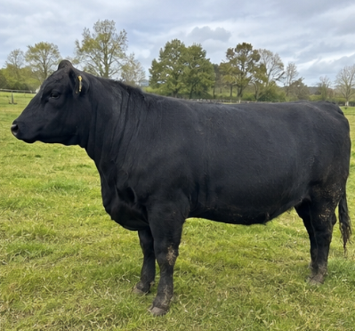 Aberdeen Angus Cattle for Sale