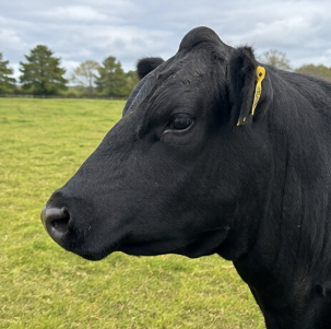 Aberdeen Angus Cattle for Sale