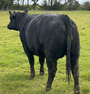 Aberdeen Angus Cattle for Sale